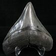 Huge Posterior Megalodon Tooth #8374-1